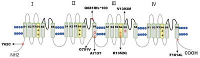 CACNA1A Gene Variants in Eight Chinese Patients With a Wide Range of Phenotypes